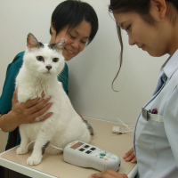 診察室風景（猫）